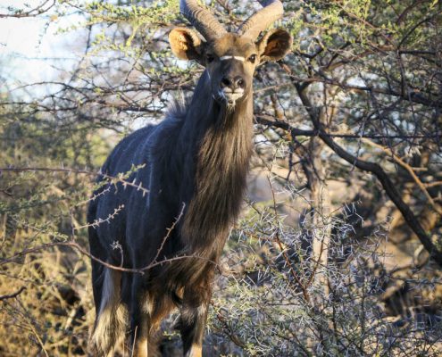 Okosongoro - Jagdfarm und Safari in Namibia