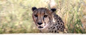 Jagd und Gästefarm Okosongoro Namibia - Geparden