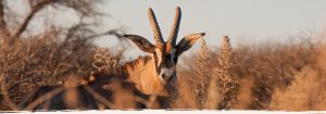 Jagdreisen und Safari Erlebnisse in Namibia