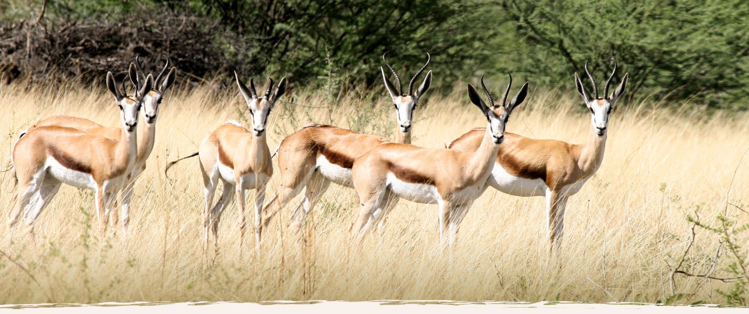 Tierreichtum in Namibia auf Okosongoro Safari Ranch