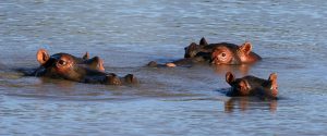 Jagd und Gästefarm Okosongoro Namibia - Hippos