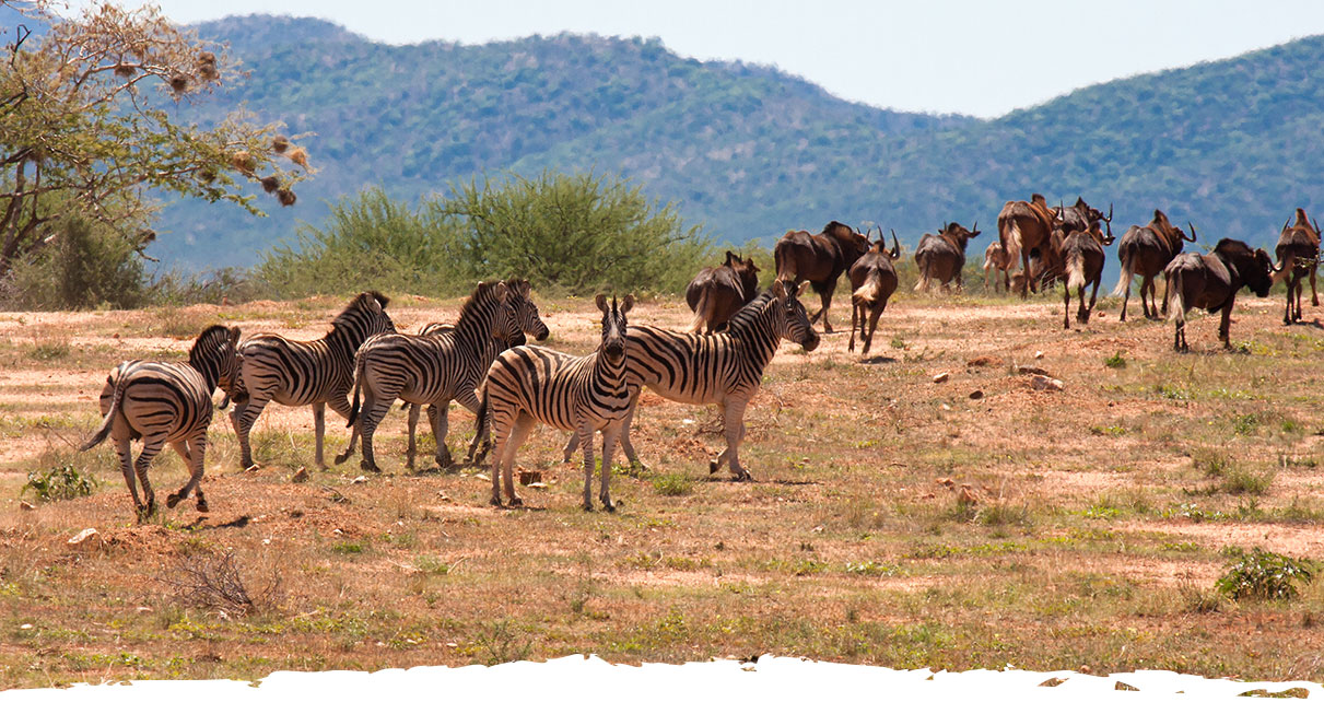 Okosongoro Unterkunft- Wildbeobachtung Namibia